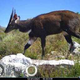 Bushbuck